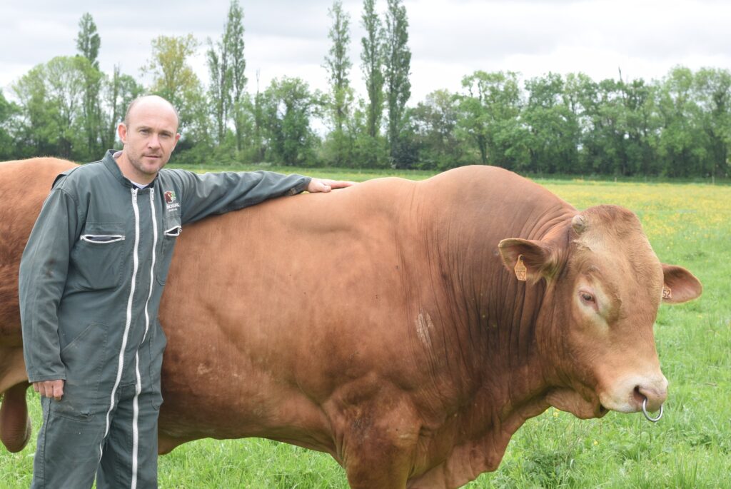 Eleveur de limousine en Gironde