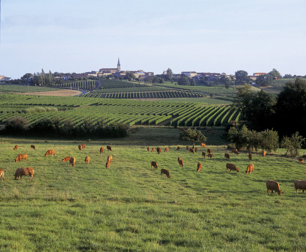 cooperatove agricole eleveurs girondins